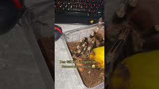It almost happened 🤯🕷️ #shorts #animals #trending #spider #2023 #challenge #animal