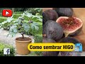 Como sembrar HIGO TORO SENTADO | aprenda a sembrar higos | PITAHAYA PERÚ 🇵🇪