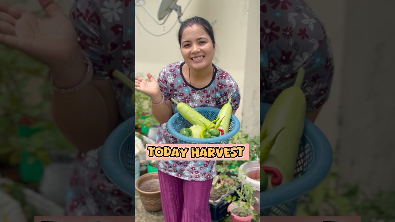 (Day-122)AJ SAMBAR BNANE K LIYE KI HARVESTING🍆🌶️🥗🫑#mygardening_lifestyle #terracegarden#Minivlog
