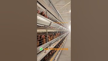 Full automatic H  type layer chicken cage and egg belt