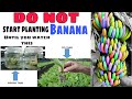 Banana Farming | Tissue Culture