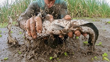 Lặn Lội Vào Những Khu Đầm Lầy Săn Tìm Cá Lóc Khủng