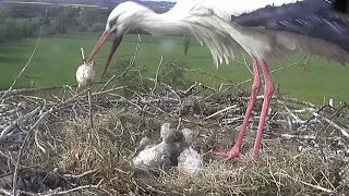 Über das letzte Ei...~2023-05-06~Storchennest Lindheim