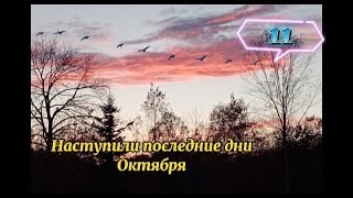 гуси (дикие) улетают на юг, утятам 4 месяца