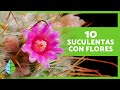 10 PLANTAS SUCULENTAS con FLORES 🌵🌸 ¡Fáciles de Cuidar!