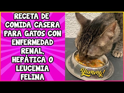 Video: Repelente de mosca casero para perros