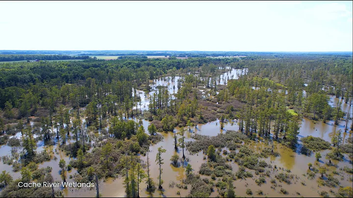Cache River Wetlands Southern Illinois