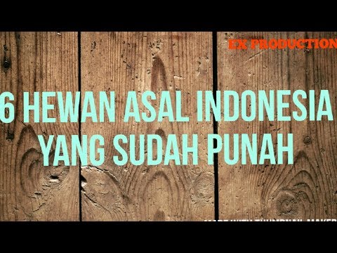 6 HEWAN  ASAL INDONESIA  YANG KINI SUDAH PUNAH YouTube