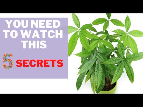 BEST SOIL for money tree + 5 secrets