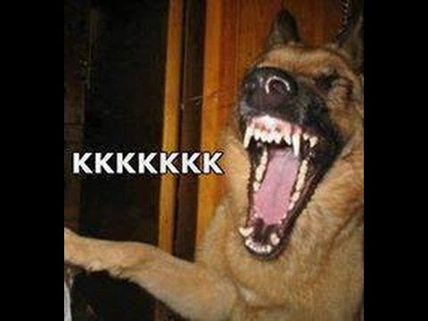 He's so happy Smiling dogs, Smiling animals, Happy dogs