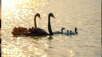 Thiên nga, vịt trời tự do di chuyển giữa khu đô thị✔