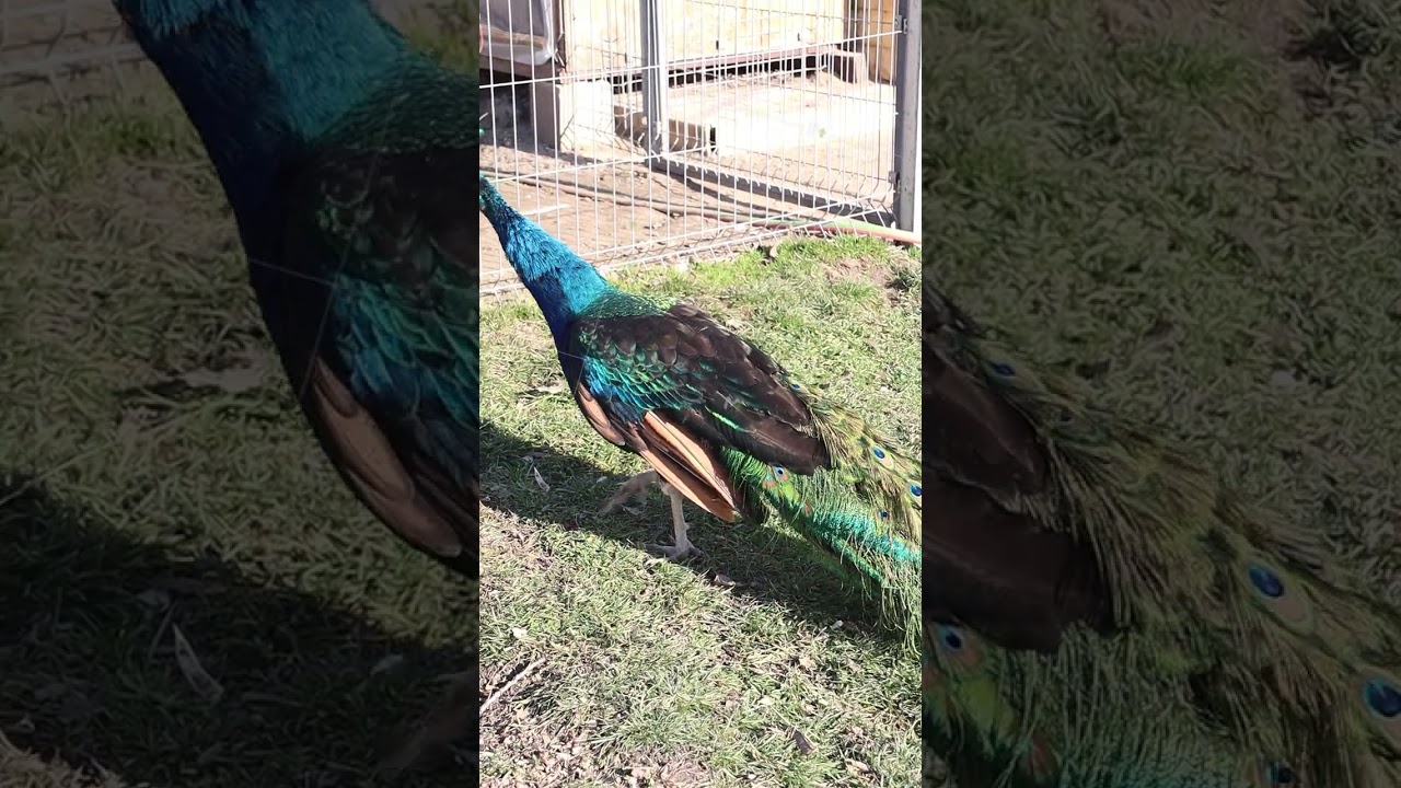 A Majestic Peacock Magnificently Displaying Its Stunningly Vibrant Feathers in Nature