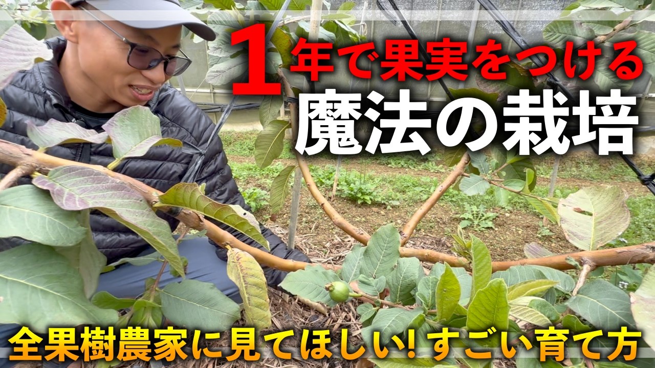 【目から鱗】全ての果樹栽培者に見てほしい．爆速で果実を取る究極的な果樹の育て方！！！！【正直，，，驚きました．】