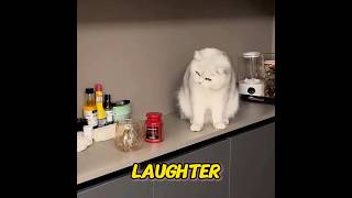 Wanna get an adorable kitty like this? #happy #pets#cat  #funny
