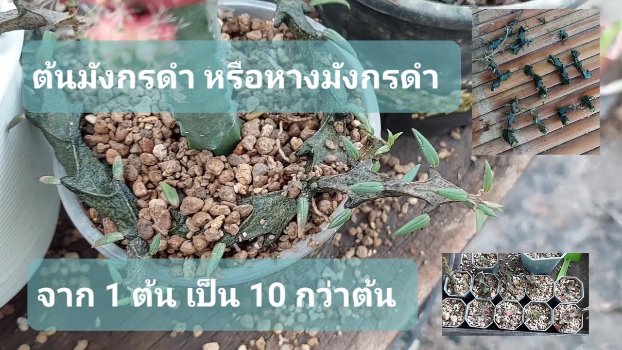 ขยายพันธุ์ต้นมังกรดำ[หางมังกรดำ]