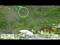 追うヤマカガシ、逃げるカエル【ヘビ/snake】