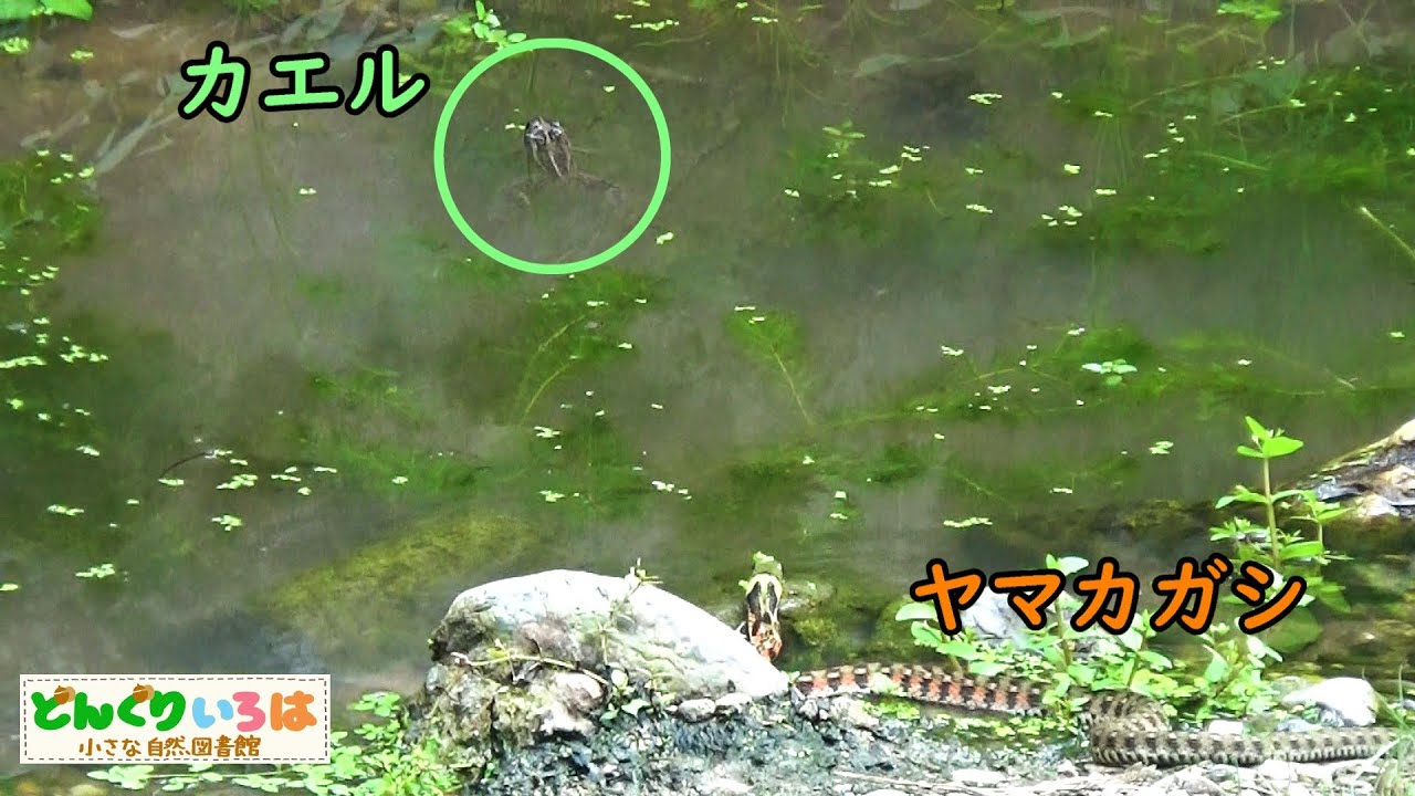 追うヤマカガシ、逃げるカエル【ヘビ/snake】