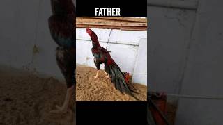 Download Lagu son and father 😲😱 like and comment💓 🥵 #son #father #onebird MP3 Download Lagu son and father 😲😱 like and comment💓 🥵 #son #father #onebird MP3