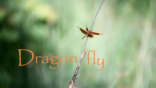 Dragonfly Flies Away NATURE