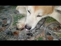 Chích chó Akita bị viêm móng chân (link thuốc dưới phần mô tả) - Thú Y Vườn