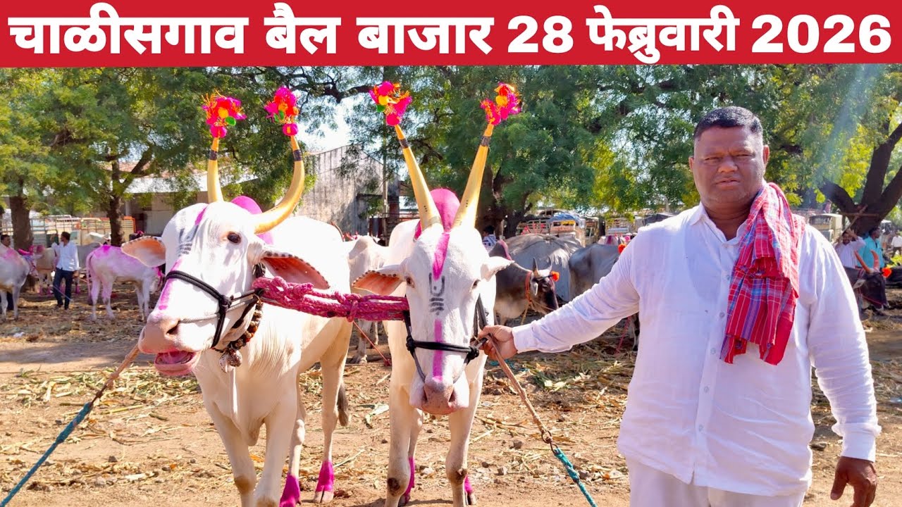 चाळीसगाव बैल बाजार | चाळीसगाव बैल बाजार 28 फेब्रुवारी 2026 | chalisgaon bail bazar 