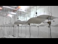 How to build a indoor commercial grow room warehouse 50K Phase 2 How to build a indoor commercial grow room warehouse 50K Phase 2
