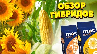 видео: MAS Seeds | Подсолнечник и Кукуруза | обзор гибридов | картинка: MAS Seeds | Подсолнечник и Кукуруза | обзор гибридов |