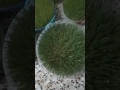 Wheatgrass گەنم چاندن 