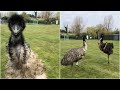 Excitable Emu starts running around her field after being filmed | Emu Zoomies