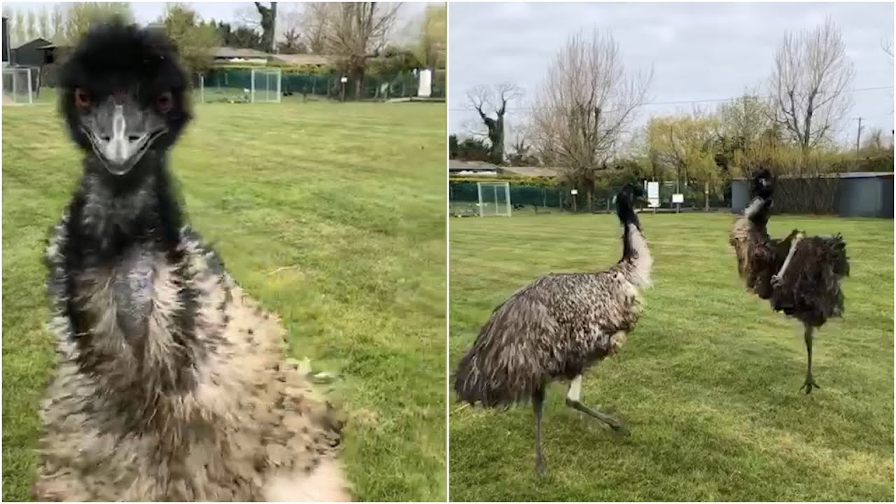 Excitable Emu starts running around her field after being filmed  Emu Zoomies