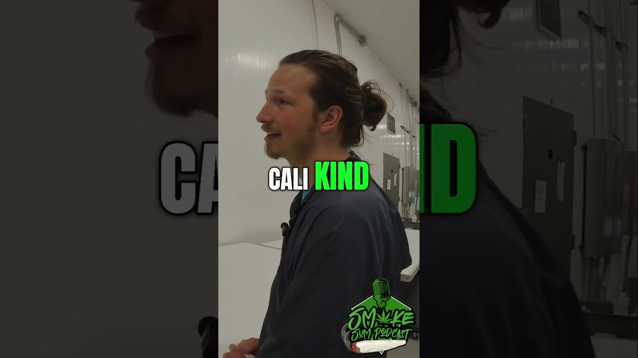 GMO Crasher & Best Strains: Exploring Flavors & Effects