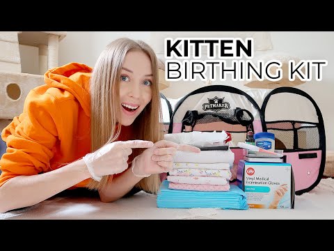 Video: Preparing The Birthing Site For A Cat