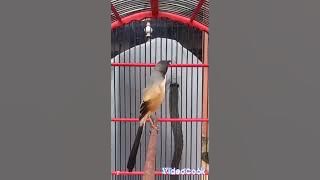 cendet isian tengkek buto....pancingan cendet trotol 100'% masuk