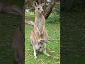 Very Uncomfortable Kangaroo! #shorts #australia