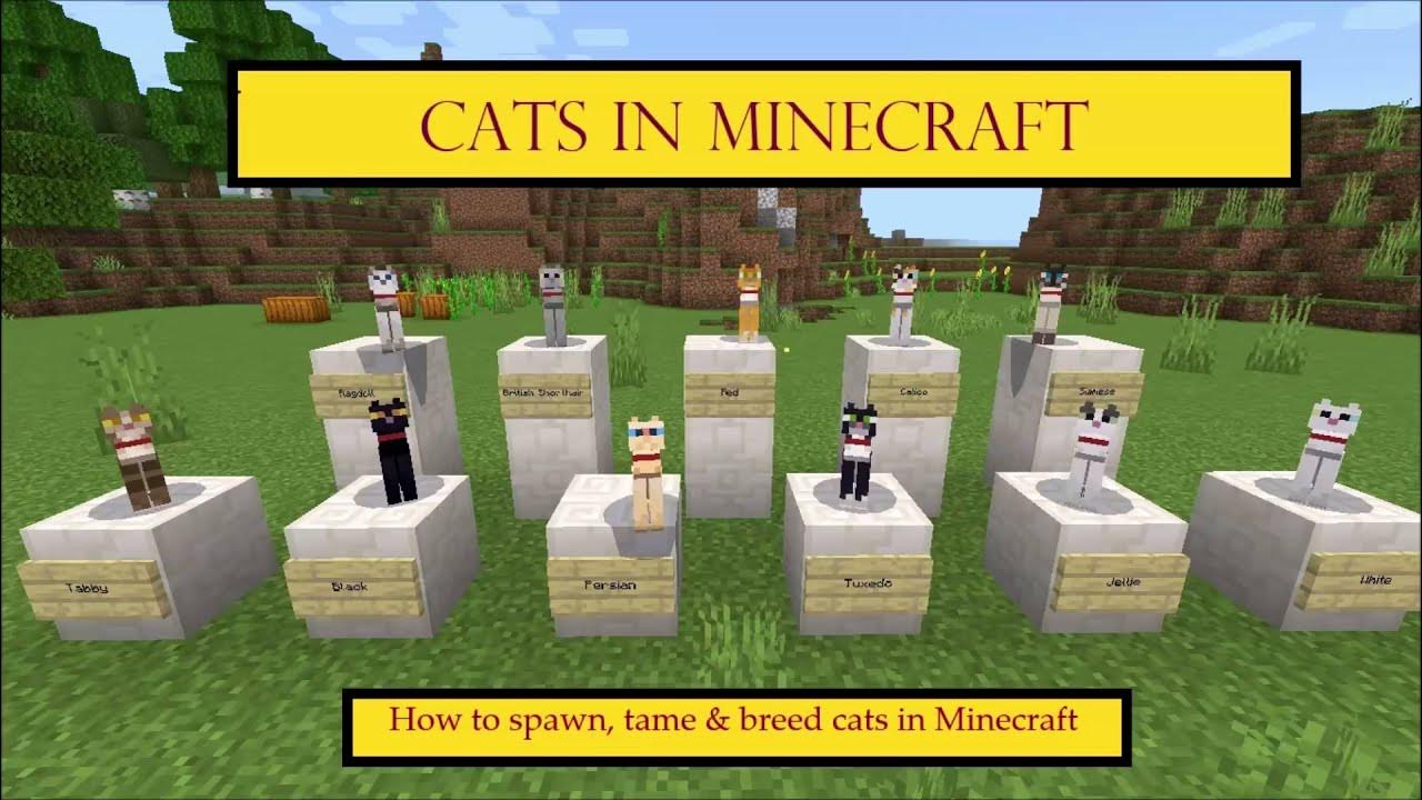 Minecraft Cats a guide on spawning, taming and breeding them. YouTube