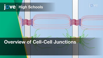Overview of Cell-Cell Junctions | Cell Bio | Video Textbooks - Preview