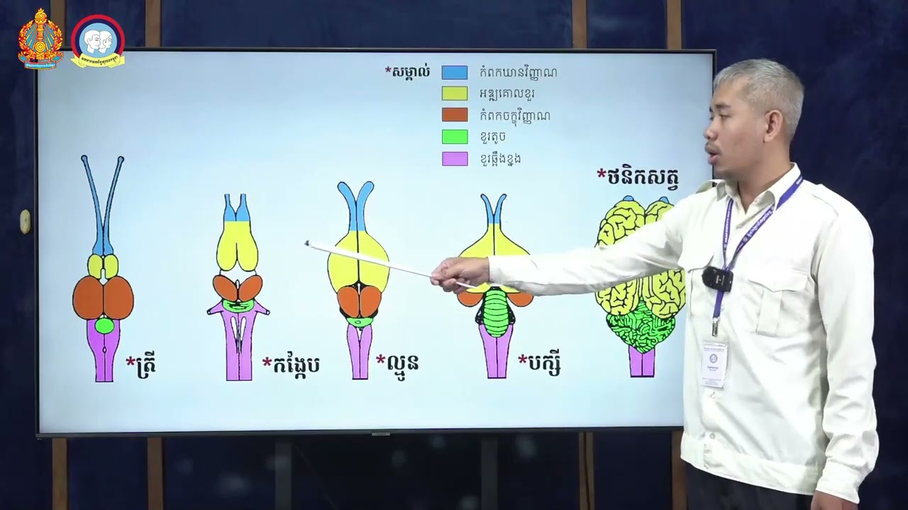 K12BIOEP38 38 ជីវវិទ្យា ថ្នាក់ទី១២ មេរៀនទី១៖ តម្រូវប្រសាទប្រៀបធៀបប្រព័ន្ធប្រសាទសត្វឆ្អឹងកង