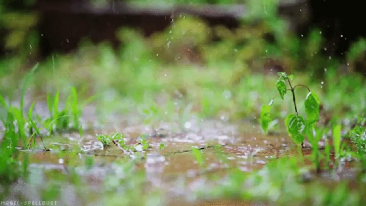 Дождь живая природа. Трава после дождя. Растения под дождем. Дождь.
