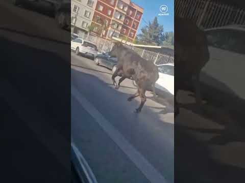 Herida en estado crítico una mujer tras ser embestida por un toro en Almàssera