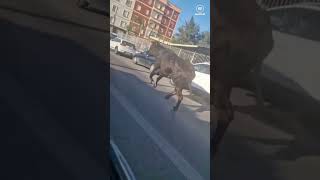Herida En Estado Crítico Una Mujer Tras Ser Embestida Por Un Toro En Almàssera