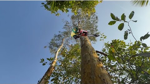 Cưa Cây Bạch Đằng Quá Cao Cưa Kỷ Thuật 