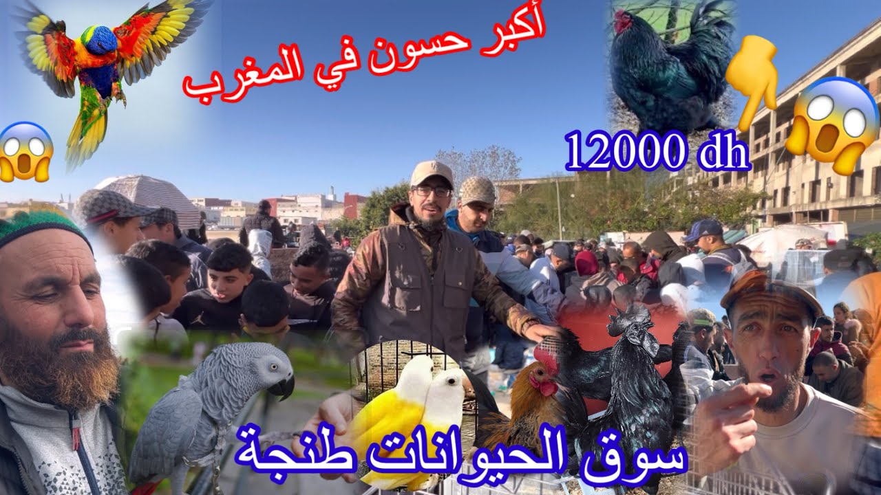 سوق#دجاج_والطيور#_وجميع🦆البودور بأتمنة جد مناسبة ورائعة مع #_الحسون😱رمضان 🌙😊 #طنجة ببغاء#_ كاسكو