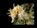 Blue Heron Bridge Dive - Seahorse