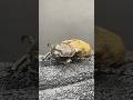 何匹いる??何カブトだ??#ムシキング #昆虫バトル #カブトムシ #クワガタ #ヘラクレスオオカブト #コーカサスオオカブト #ギラファノコギリクワガタ #ニジイロクワガタ #ヒメカブト #虫
