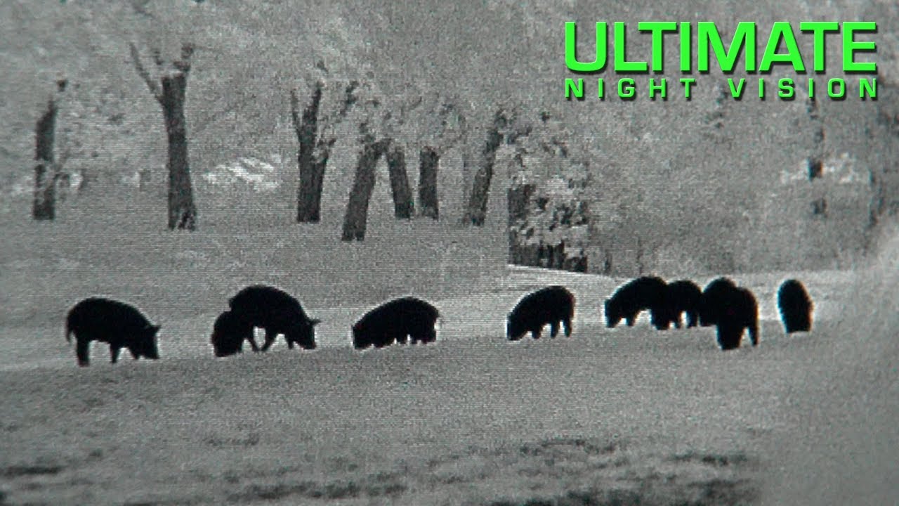 Night Vision Hunting 17 Hogs Down in 5 Hours YouTube
