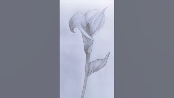 Beautiful Flower sketching #music #dj #electronicmusic #youtube #art #sketchful #edm #drawing