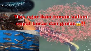 Tutorial Cara Memelihara Ikan Toman Atau Cana Mikropeltes Dari Anakan Sdanai Besar Dengan Mudah