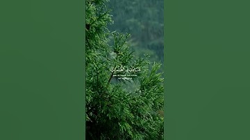 #القرآن_الكريم #راحة_نفسية #تلاوات #صلوا_على_النبي #استغفر_الله #سبحان_الله #الحمدلله #سورة