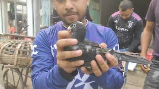 মগর নতন বজর গছলম কবতর করয করত Arkomubin Vlog