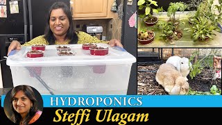 Growing plants without soil | Hydroponics Setup at home in Tamil